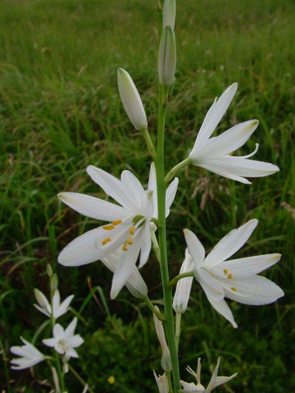 Anthericum ramosum / Lilioasfodelo minore